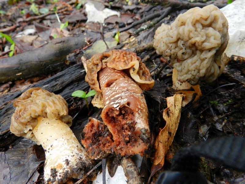 Tra una goccia e l''altra